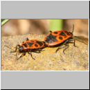 Pyrrhocoris apterus - Feuerwanze 02b Paarung - Garten.jpg